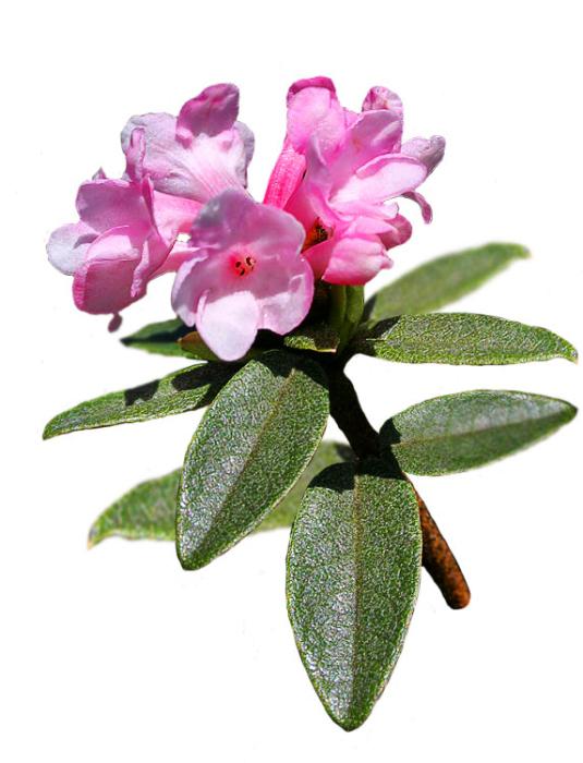 Саган-Дайля чай, трава Рододендрон Адамса, зеленый рассыпной листовой горный фит