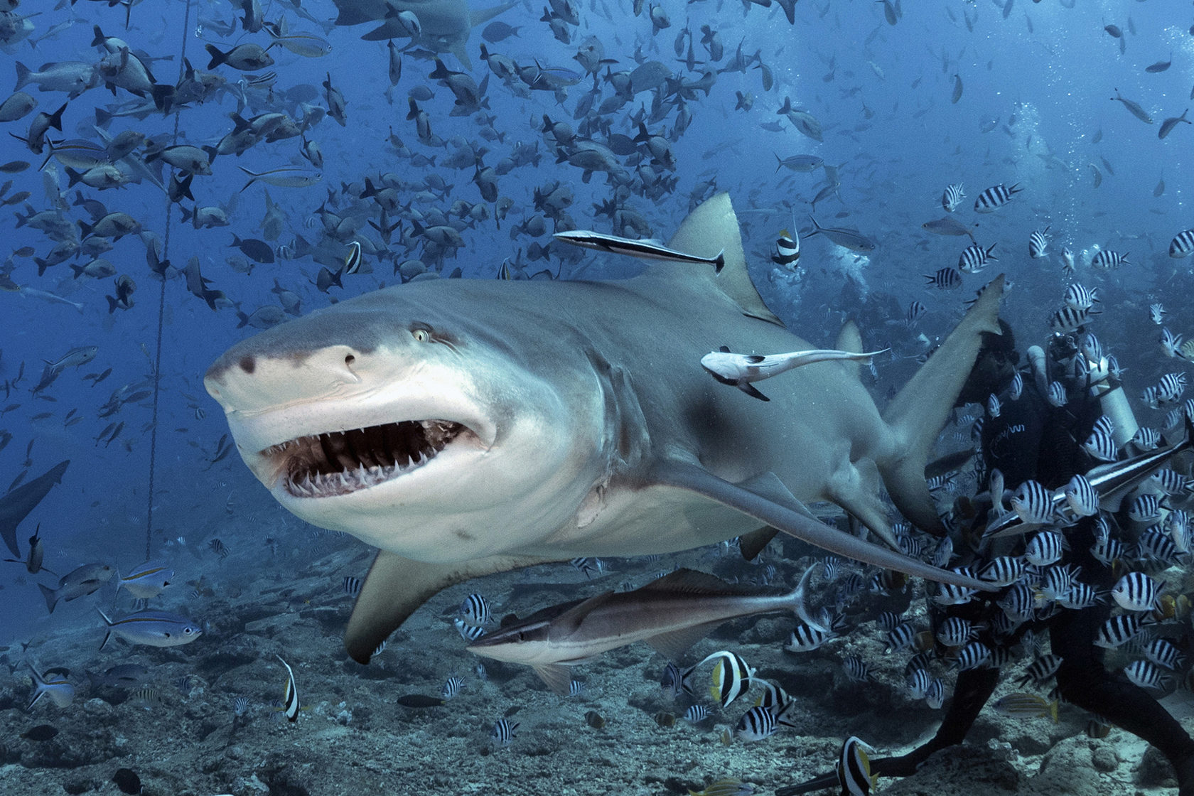 Головастая акула фото