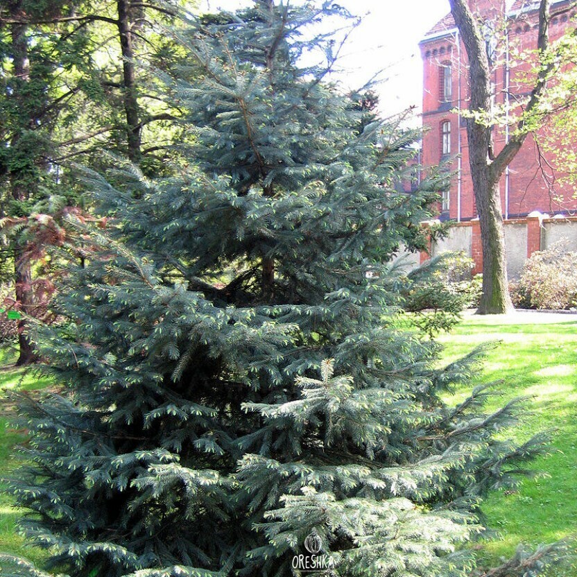 Seeds of Engelmann spruce (White spruce) (Picea engelmannii) — 20 pcs