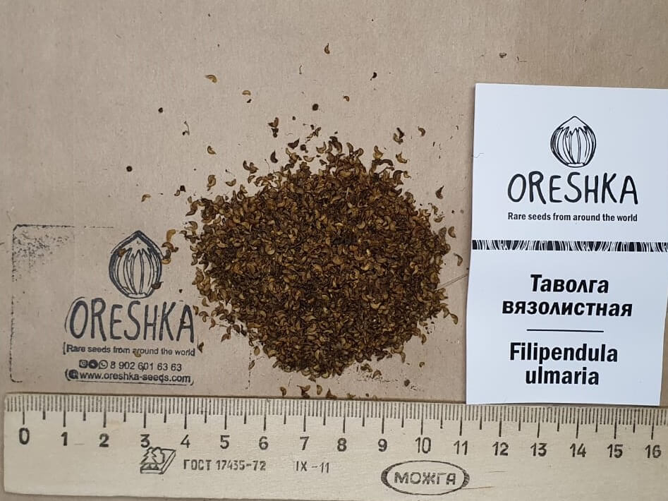 Oreshka Seeds Filipendula ulmaria meadowsweet fresh seeds packet