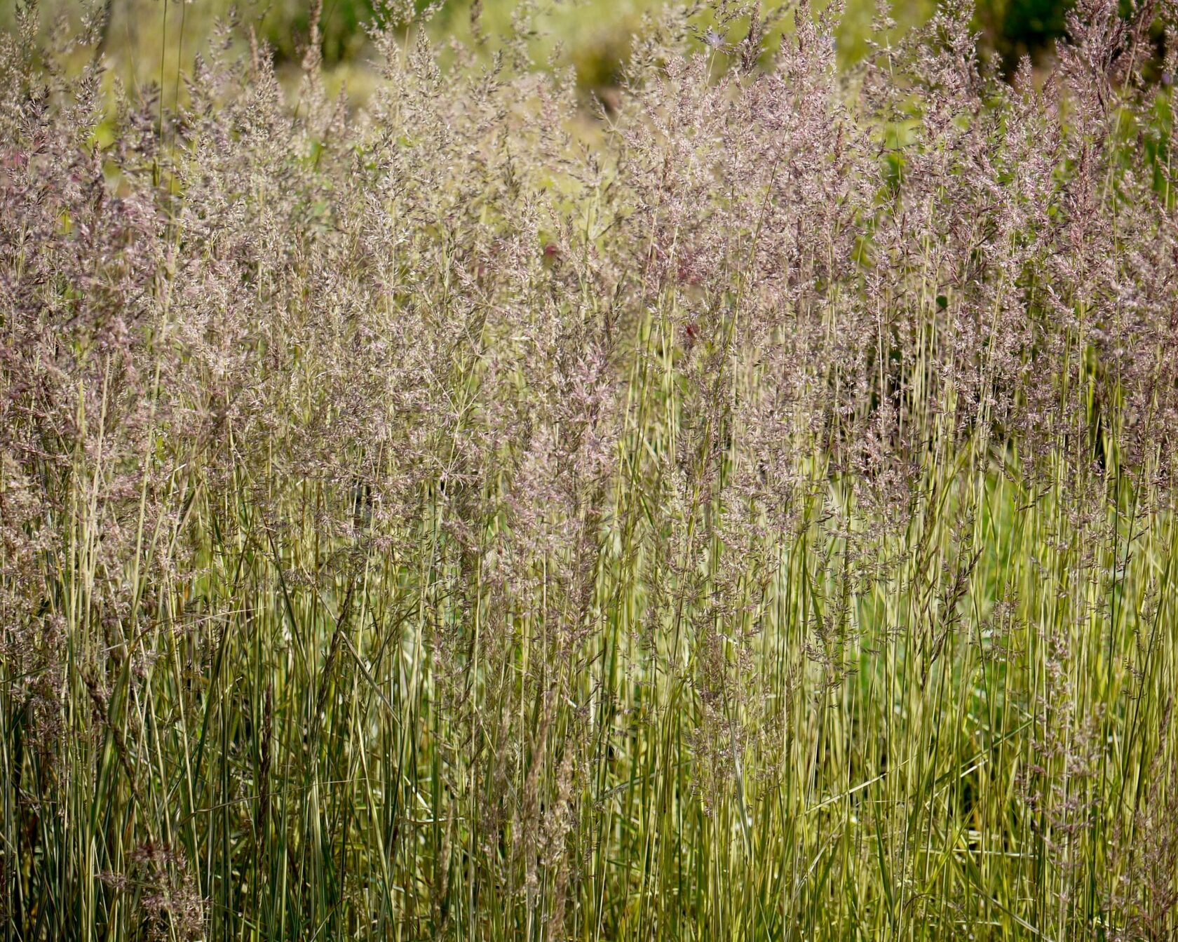 Вейник остроцветковый (Calamagrostis acutiflora \‘Avalanche\’)