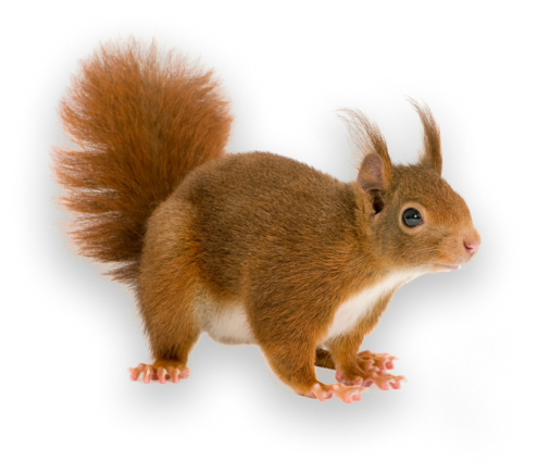 вылечить белку ставрополь