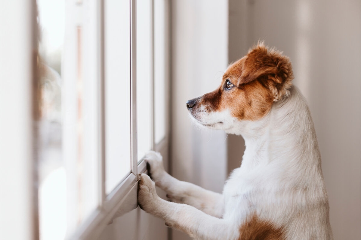 Вязка собак (случка): когда и как вязать собаку в первый раз | Блог зоомагазина tdksovremennik.ru