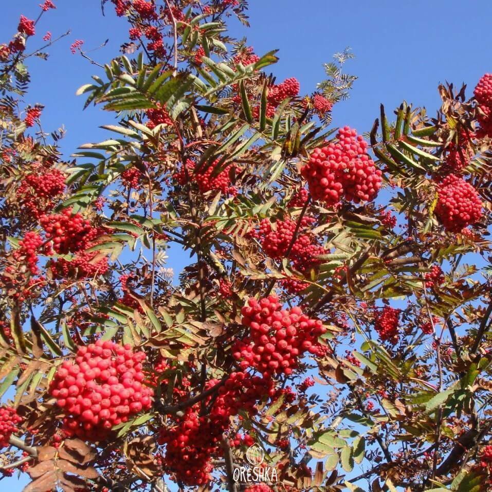 Рябина обыкновенная Sorbus aucuparia