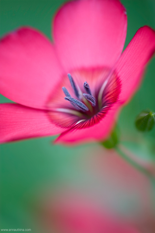 macro, macro flower, macro art, anna utkina, photography, macrophotograpy, floral art, макро, макрофотография, анна уткина