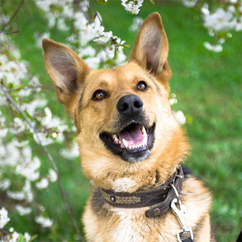 Джерри - собака из приюта весной