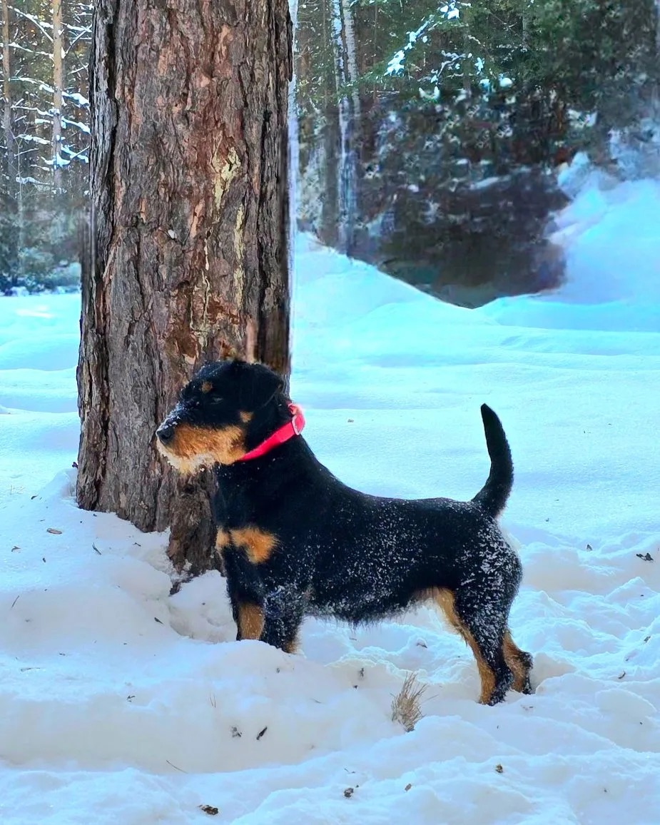 Проявление ориентировочной реакции у ягдтерьера. Настороженность в сторону раздражителя.