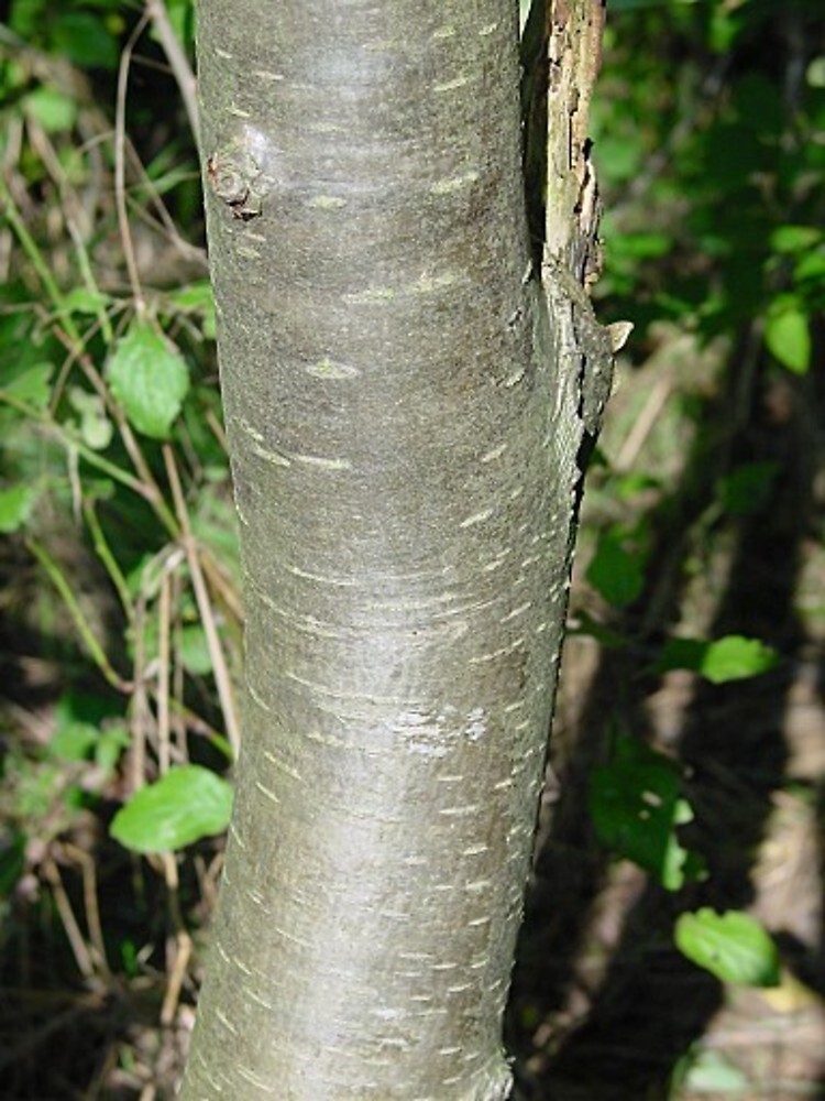 Слива-2