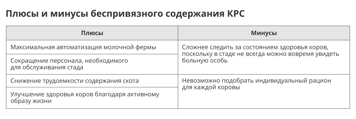 На коротком поводке его держу. Привязной способ содержания коров