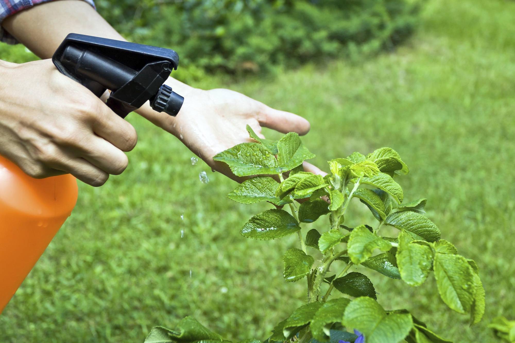 Пестициды заболевания. Внекорневая подкормка растений. Защита растений от вредителей. Опрыскивание растений. Борьба с вредителями растений.