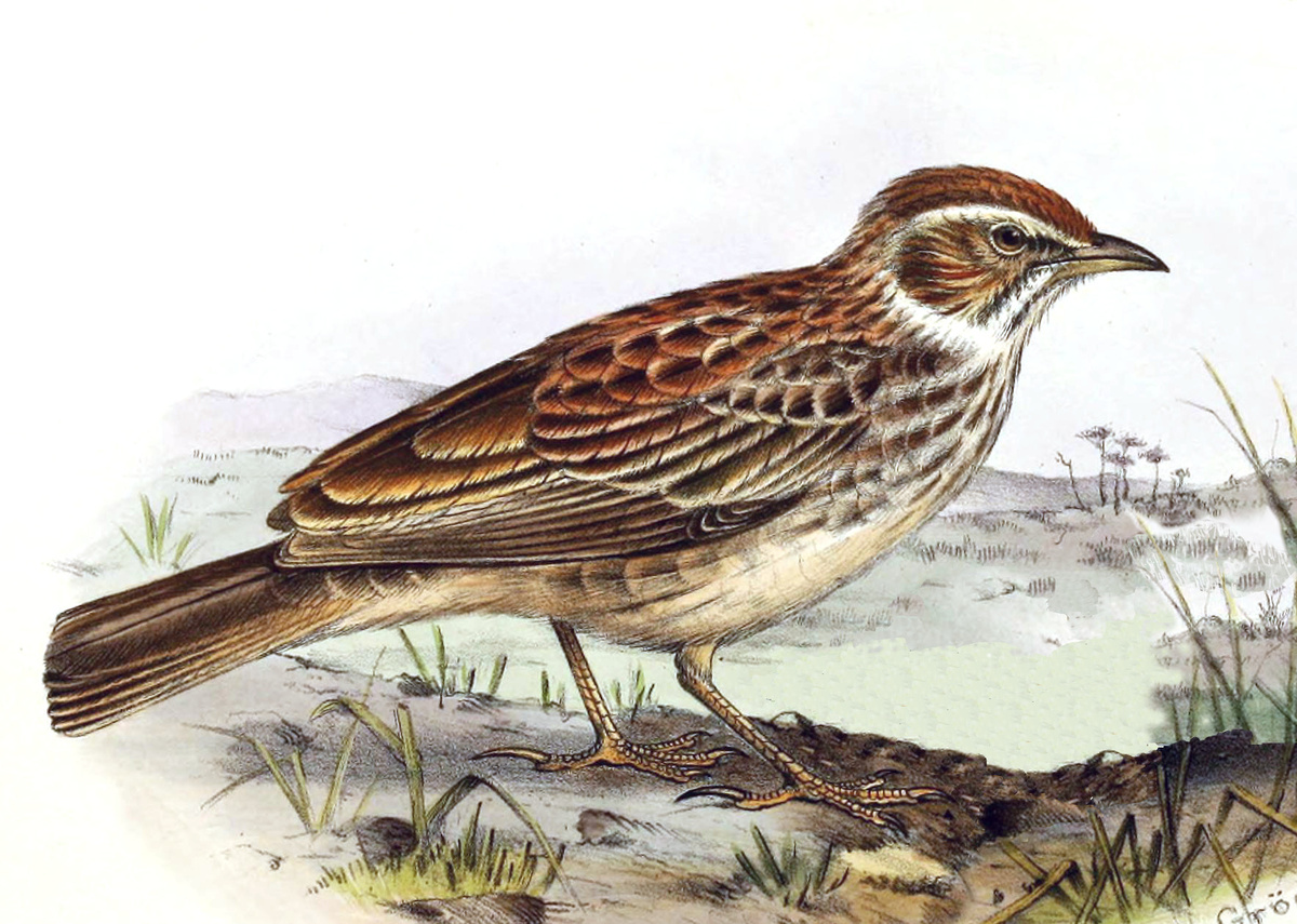 Рыжий кустарниковый жаворонок (Calendulauda rufa)