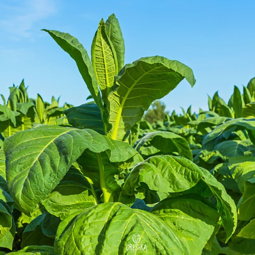 Seeds of Tobacco latakia (Nicotiana tabacum) — 300 pcs