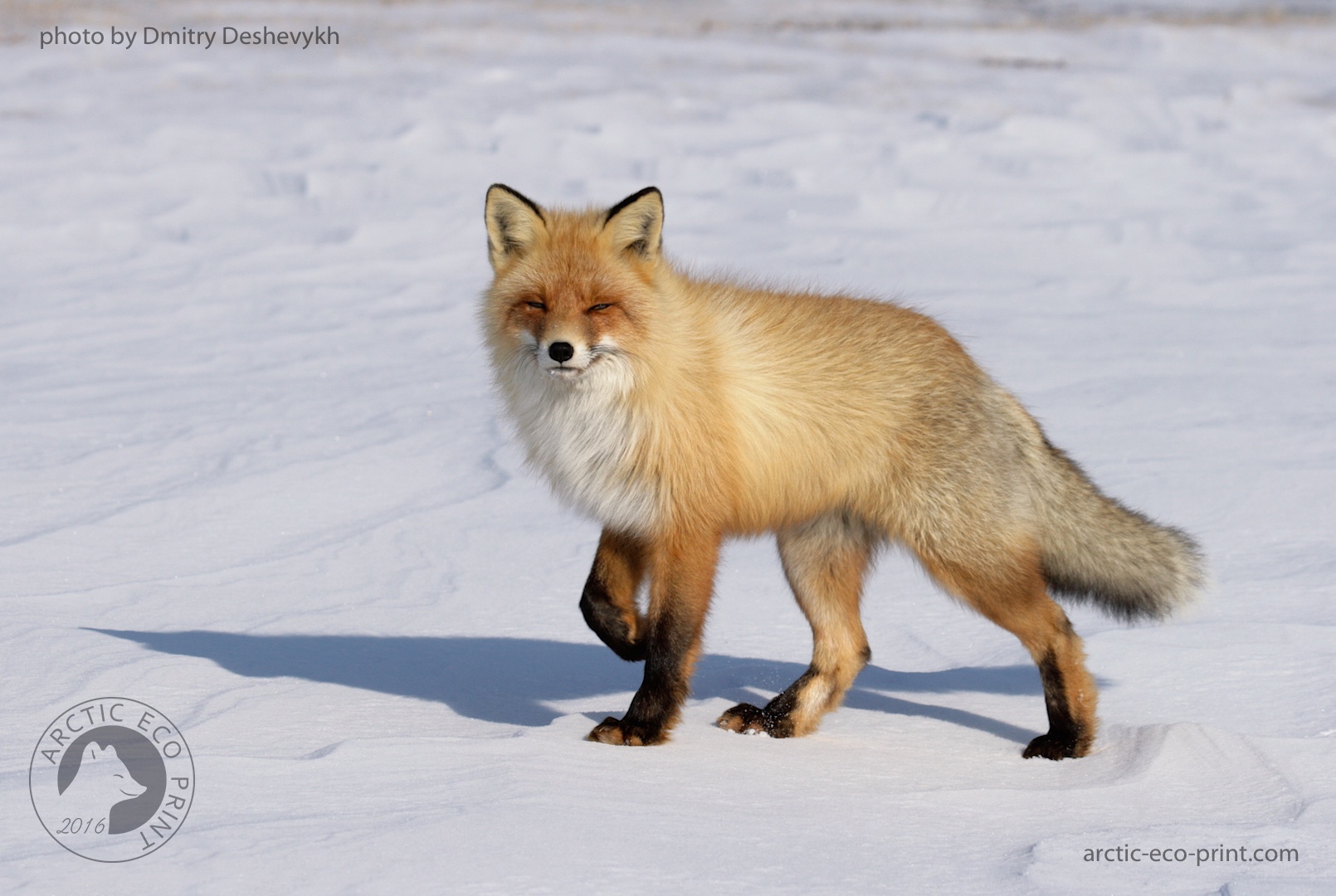 Лисица в тундре. Лиса в тундре. Лисы тундра фото. Картинка лиса в тундре. Red Fox Полярная.