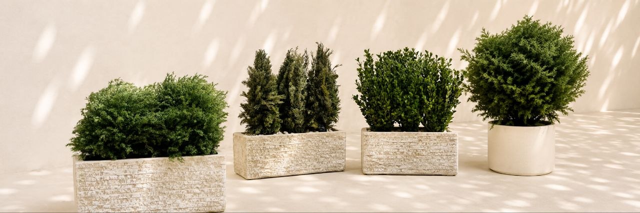 Medium Plants and Planters