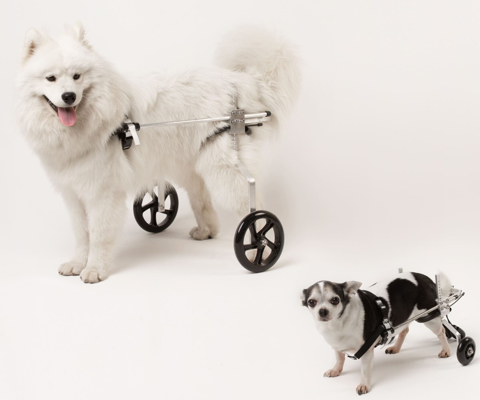 Hund mit Rollstuhl für die Hinterläufe – glücklich und aktiv