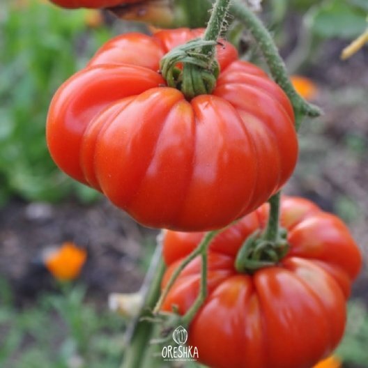 Tomato Marmande — 10 seeds