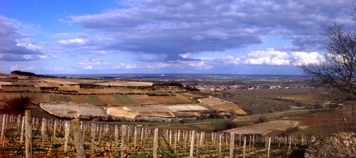 St. Aubin 1er Cru En Remilly