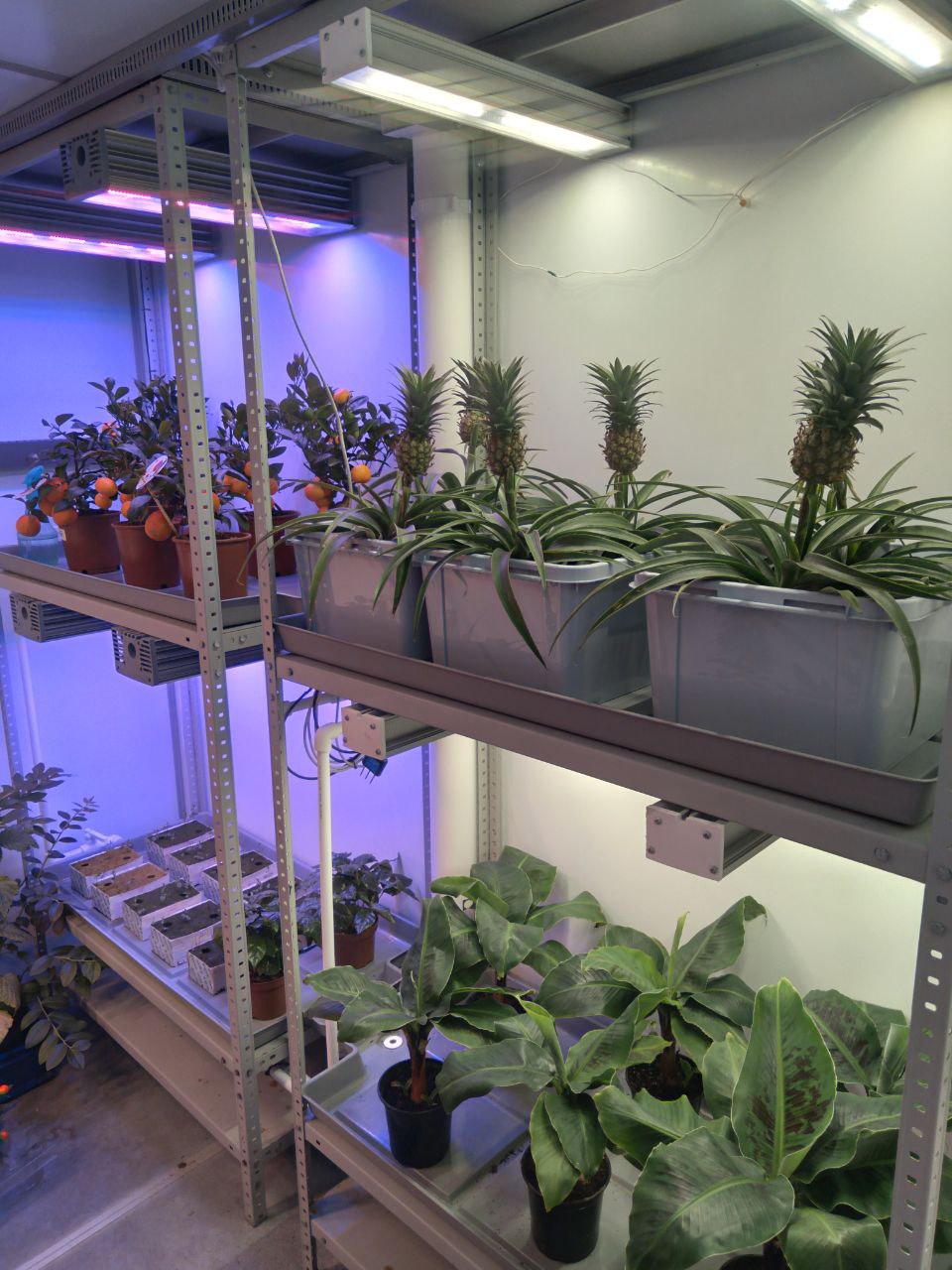 Фитотрон Ананасы тропические растения в большой климатической камере Яровизация Холодный туман статья читать фото видео смотреть купить большая климатическая камера Субтропики Арктика Умеренный Климат