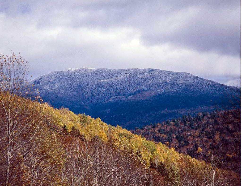 Тайга Приморского Края Фото