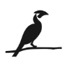 Buceros Logo