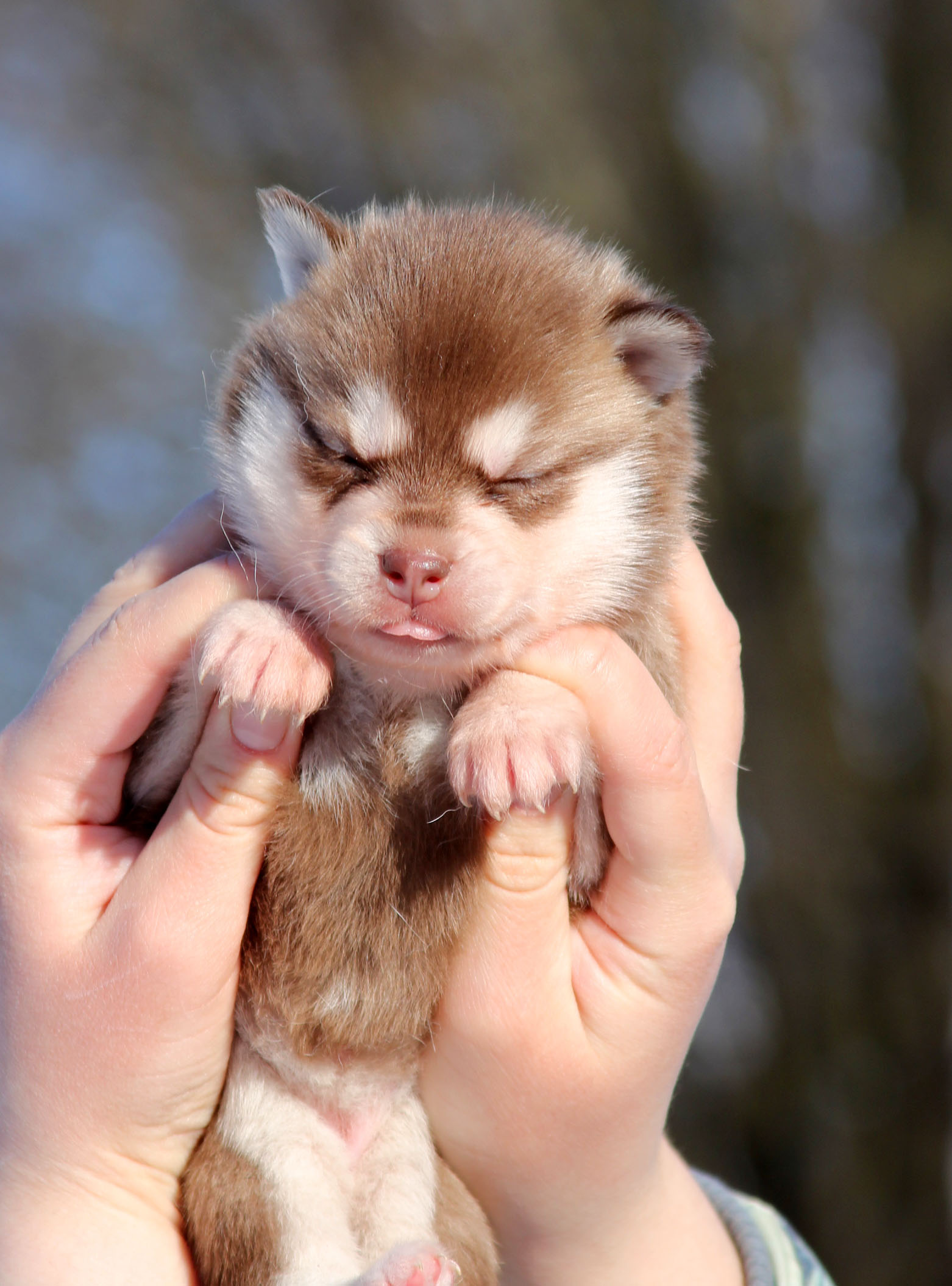 щенки кли кай