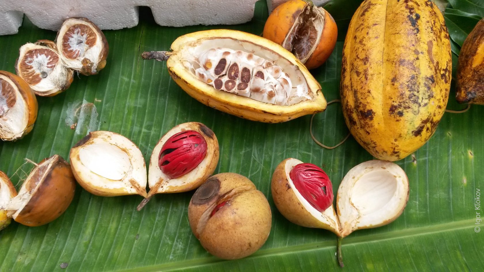 Плоды какао, мускатные орехи и пинанги