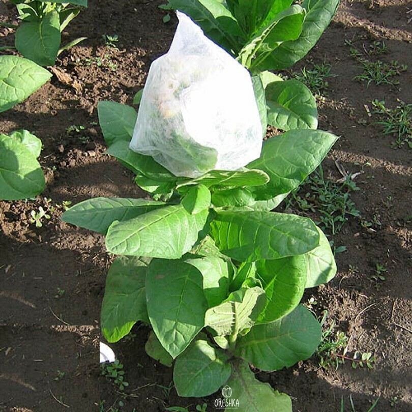 Питомник семена. Сорт табака Kumanovo.