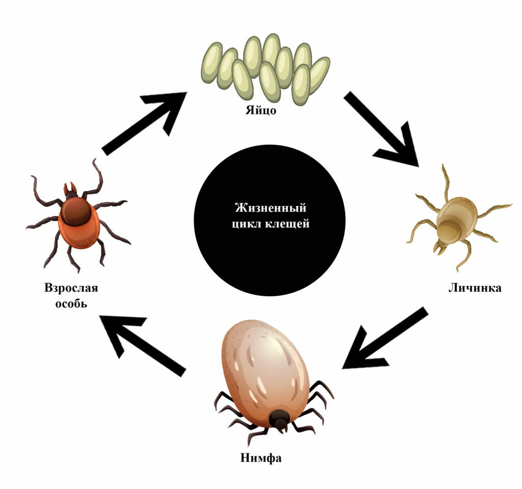 Личинка клеща это. Аргасовые клещи жизненный цикл. Аргасовый клещ жизненный цикл. Жизненный цикл иксодового клеща. Жизненный цикл иксодовых клещей схема.