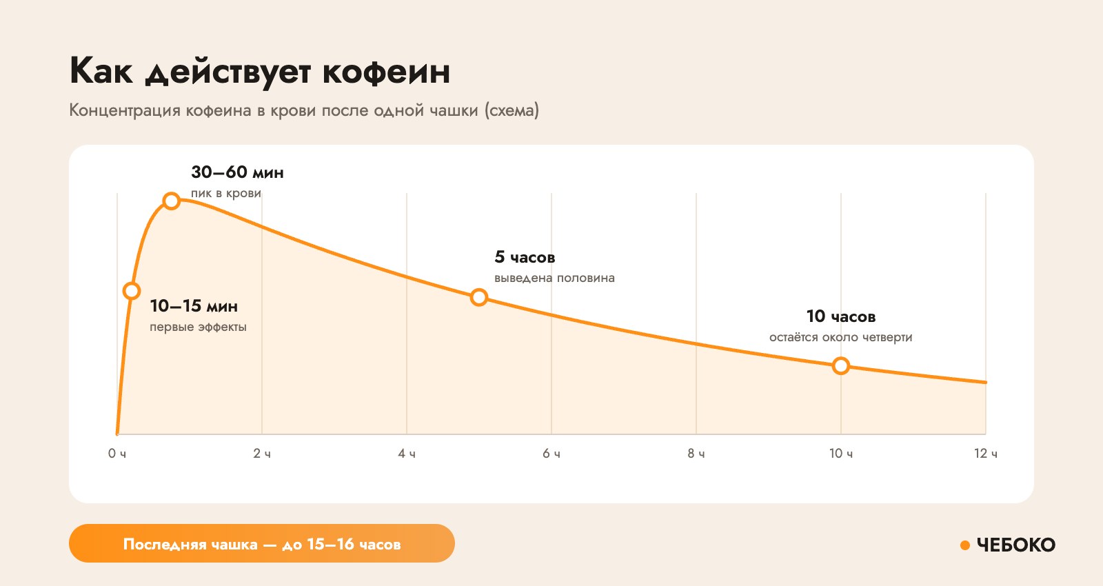 Как действует кофеин: первые эффекты через 10–15 минут, пик через 30–60 минут, половина выводится за 5 часов