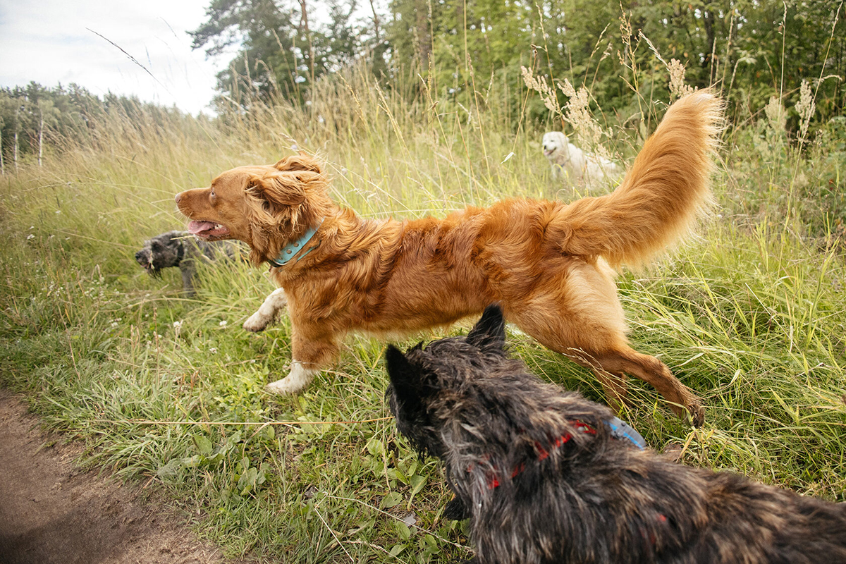 Поход с собакой в горы Дигории с DogTrekking Community