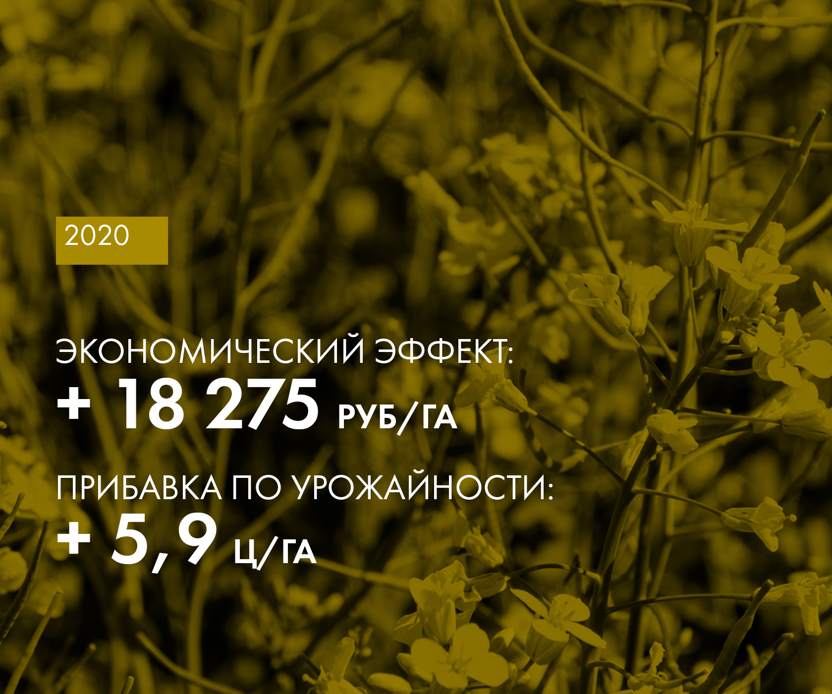 Рапс «Герос»