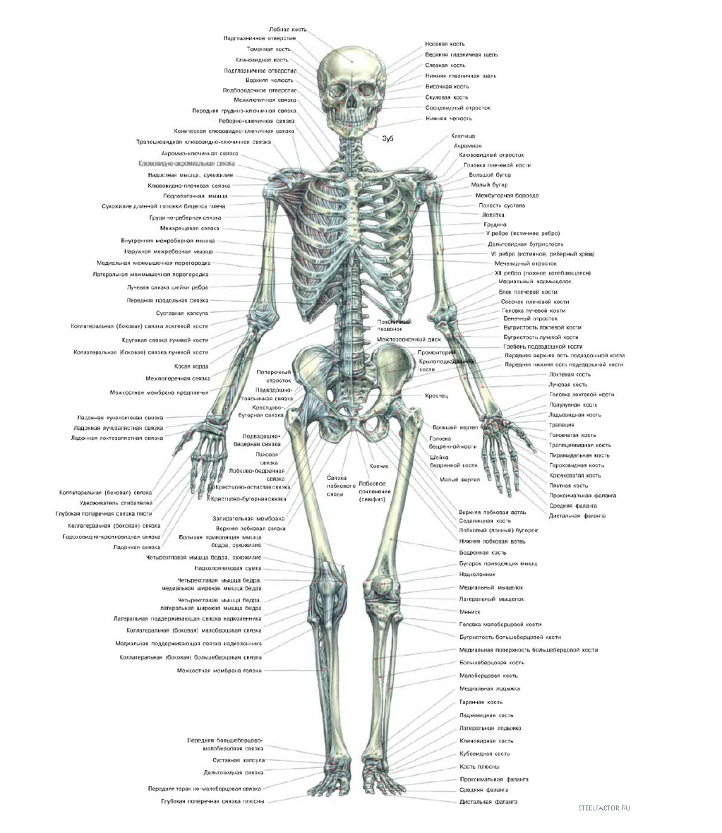 Скелет человека с описанием органов фото