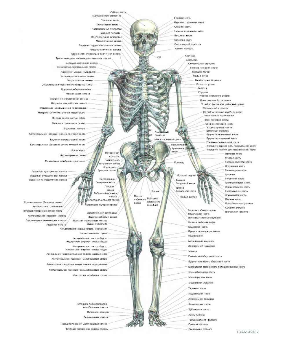 Строение человека скелет фото с надписями у женщин спереди