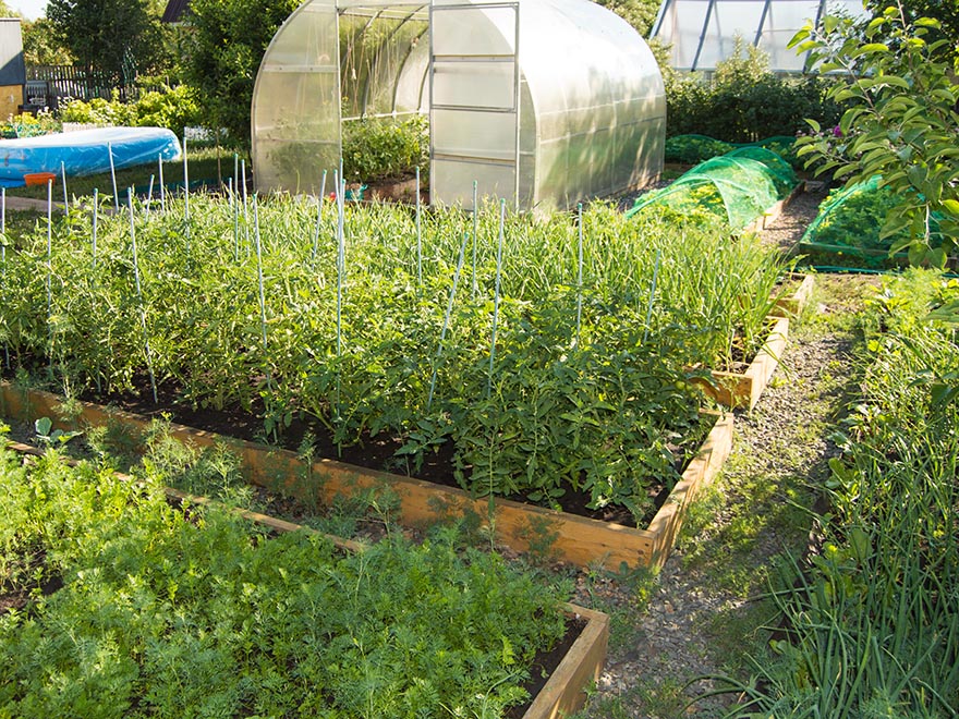 Raised garden beds filled with vegetables, including tomatoes and carrots, alongside a greenhouse, illustrating beginner-friendly vegetable gardening setup for easyDacha.