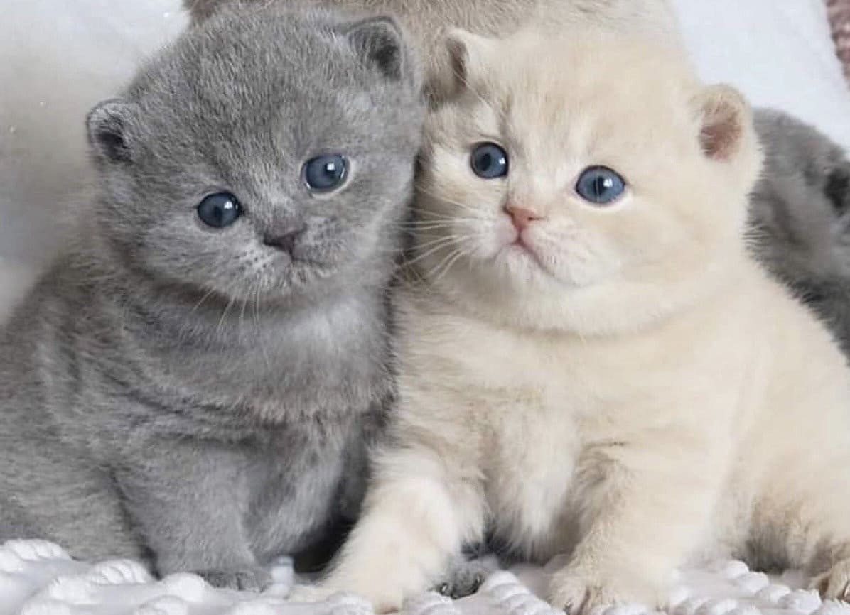 серые и белые шотландские вислоухие котята