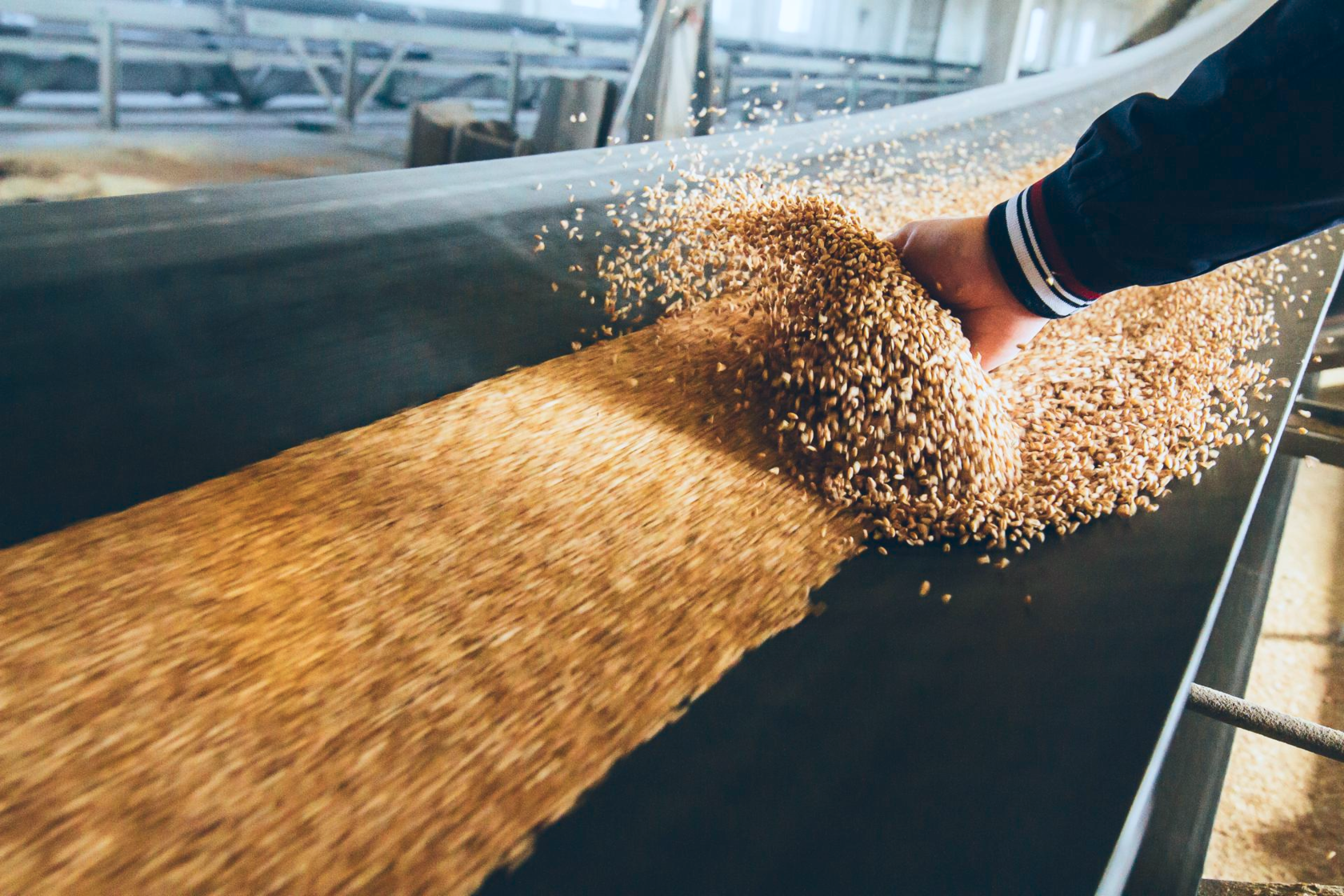 Производство злаковых. Экспорт зерна. Переработка зерна. Экспорт пшеницы. Пшеница зерно.