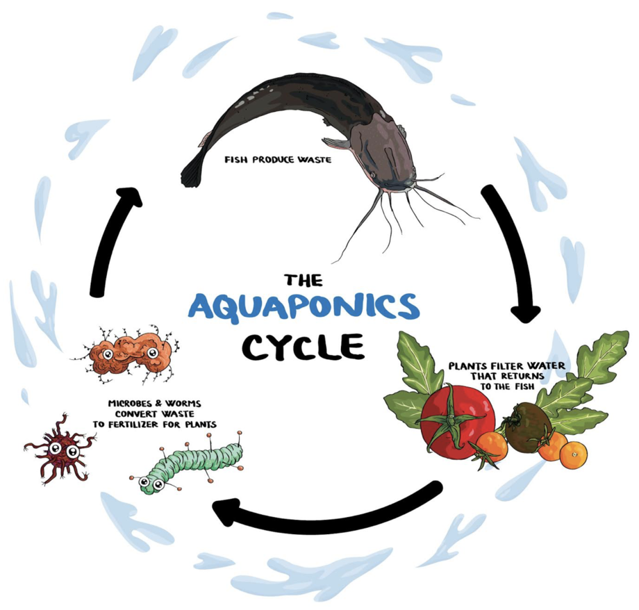 aquaponic asparagus nutrients - aquaponic