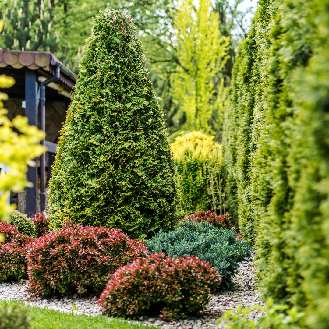 Туя западная смарагд. Туя западная холмструп. Туя смарагд изгородь. Туя смарагд изгородь. Туя западная голден глоб.