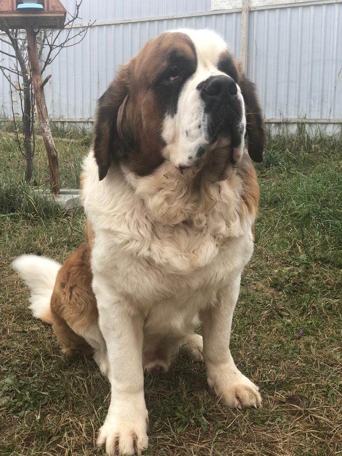 Порода собак похожая на сенбернара. Шотландский сенбернар. Порода собак похожая на сенбернара. Длинношерстный сенбернар щенки. Собаки похожие на сенбернаров маленьких порода.
