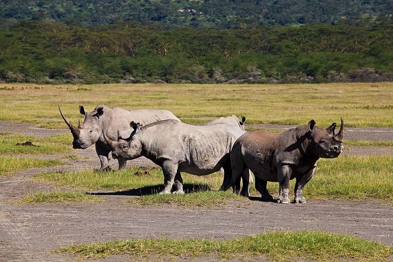 Бело черный носорог. Чёрный носорог и белый носорог. Камерунский черный носорог. Западно-Африканский черный носорог. Африканский белый носорог.