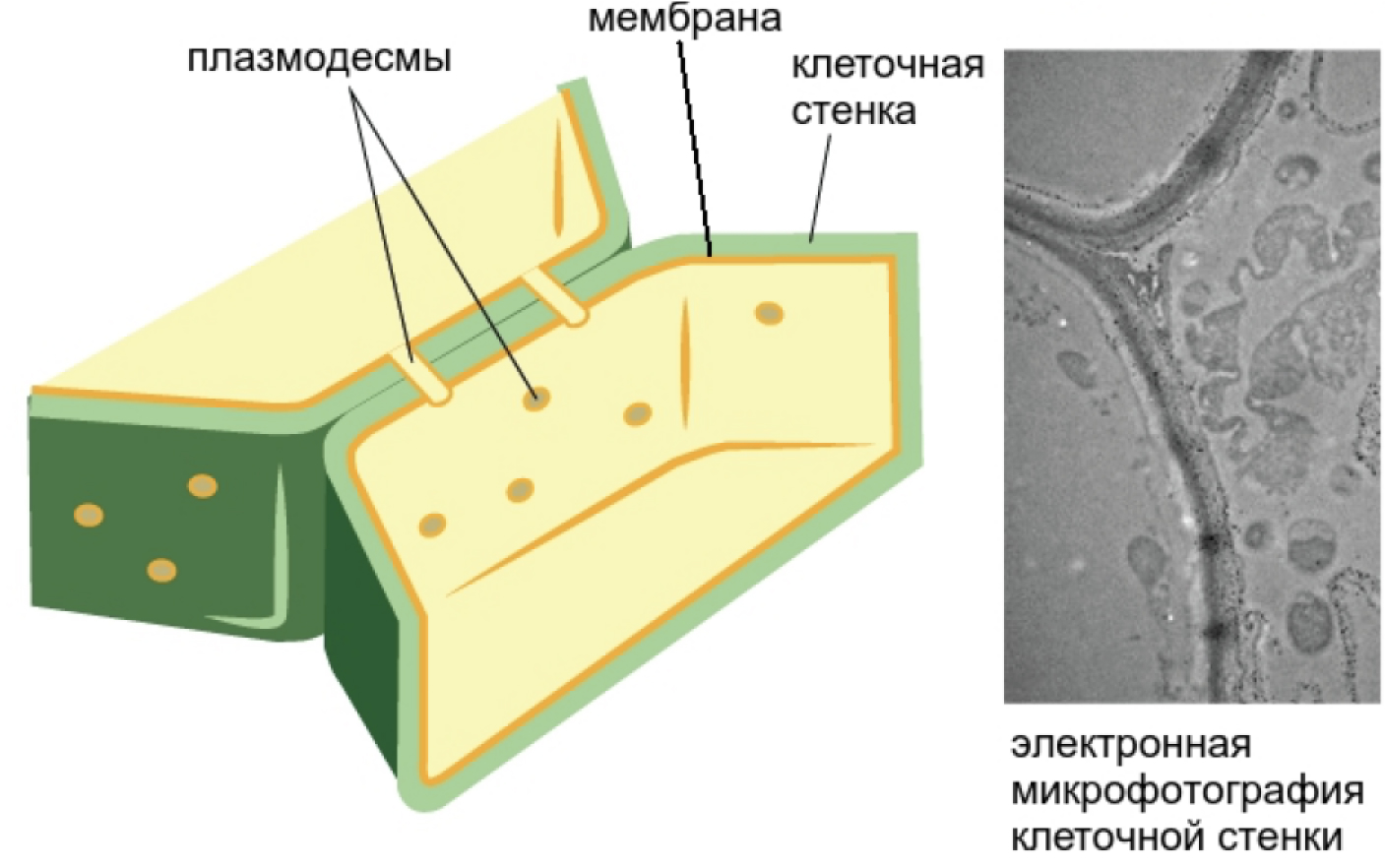 мембрана в подпорных стенках