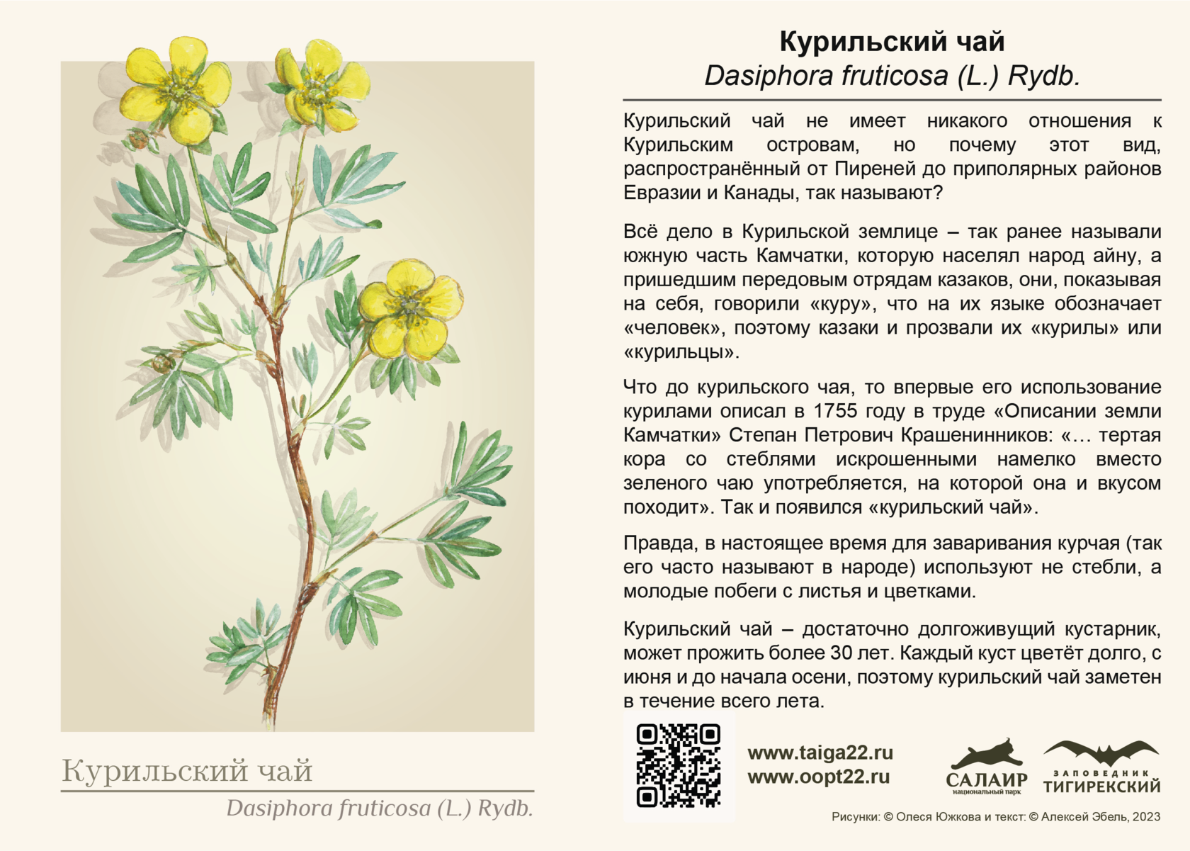 Душистая трава 4 буквы сканворд. Зверобой обыкновенный Hypericum perforatum. Цветок зверобоя продырявленного. Копеечник Разумовского. Купальница Италмас красная книга.