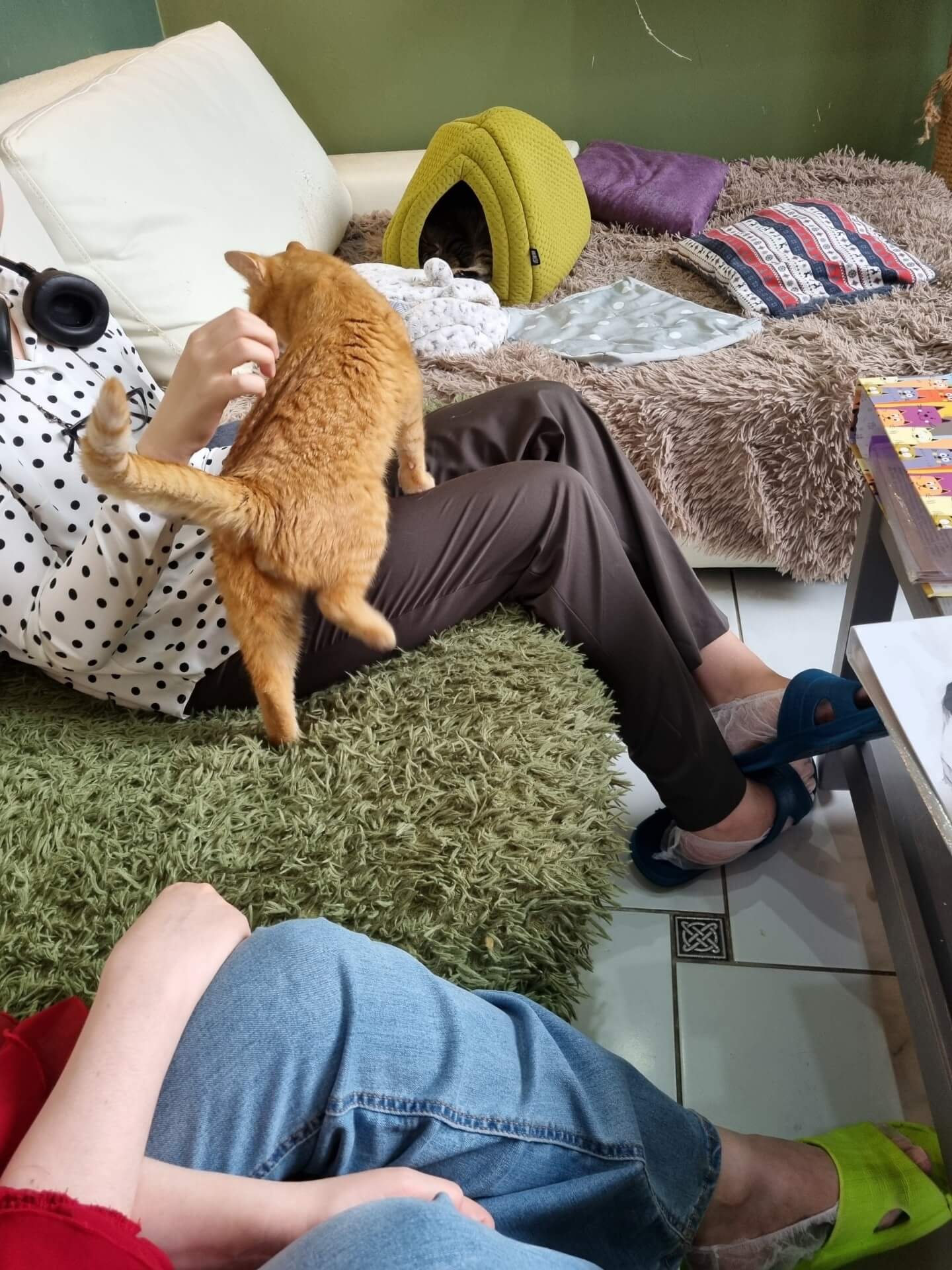 Рыжий кот играет с&nbsp;гостьей котокафе