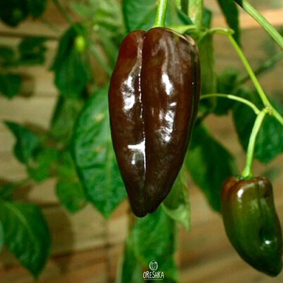 Seeds of Hot pepper Mulato isleno (Capsicum) — 5 pcs
