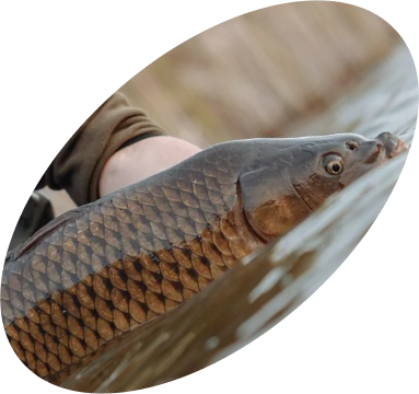 Для любителей карповой ловли и невероятных пейзажей