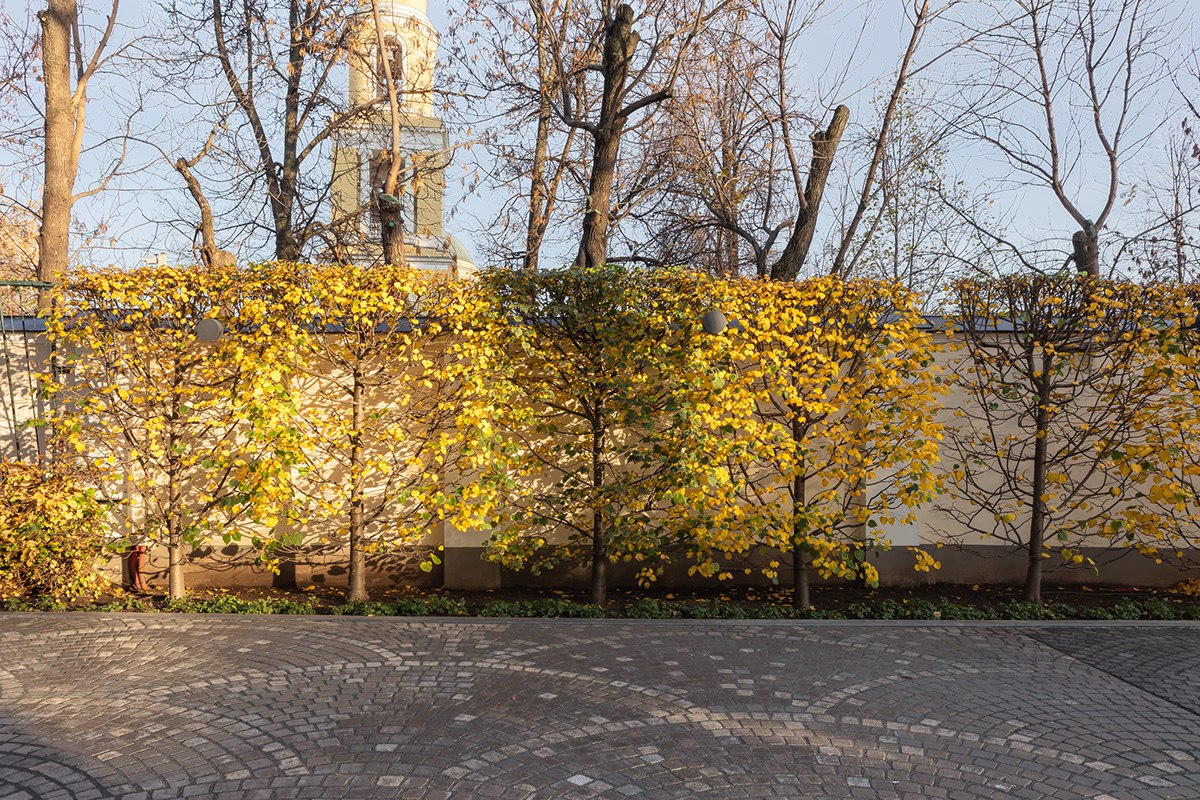 Александровский сад москва. Золотой сад москва. Ресторан зимний сад москва золотое кольцо. Ботсад мгу аптекарский огород. Золотой сад москва.