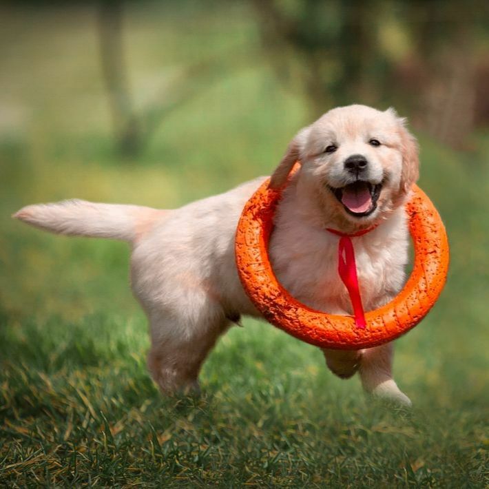 щенок золотистого ретривера