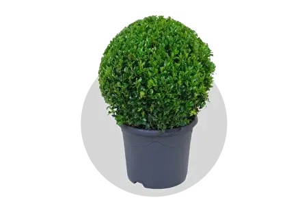 Лиственные кустарники