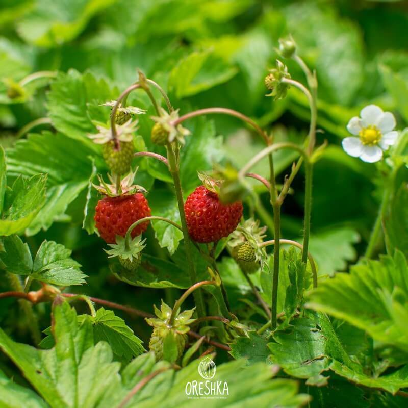 Земляника лесная описание фото. Земляника Лесная семена. Fragaria vesca. Клубника Лесная. Тройчатый лист земляники.