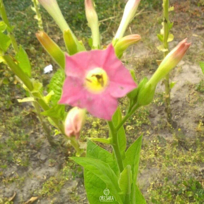 Seeds of Tobacco Green brior (Nicotiana tabacum) — 300 pcs
